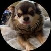 cocopuggy